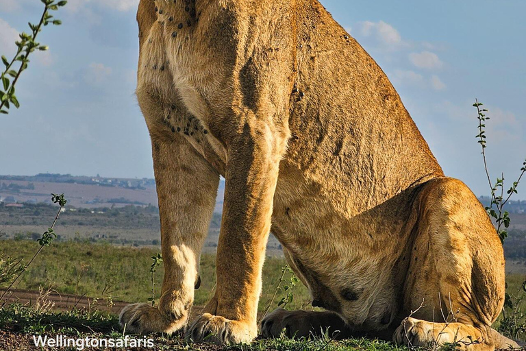 Nairobi National Park Half-Day Guided Safari (4–5 Hours) Nairobi National Park Half-Day Shared Guided Safari