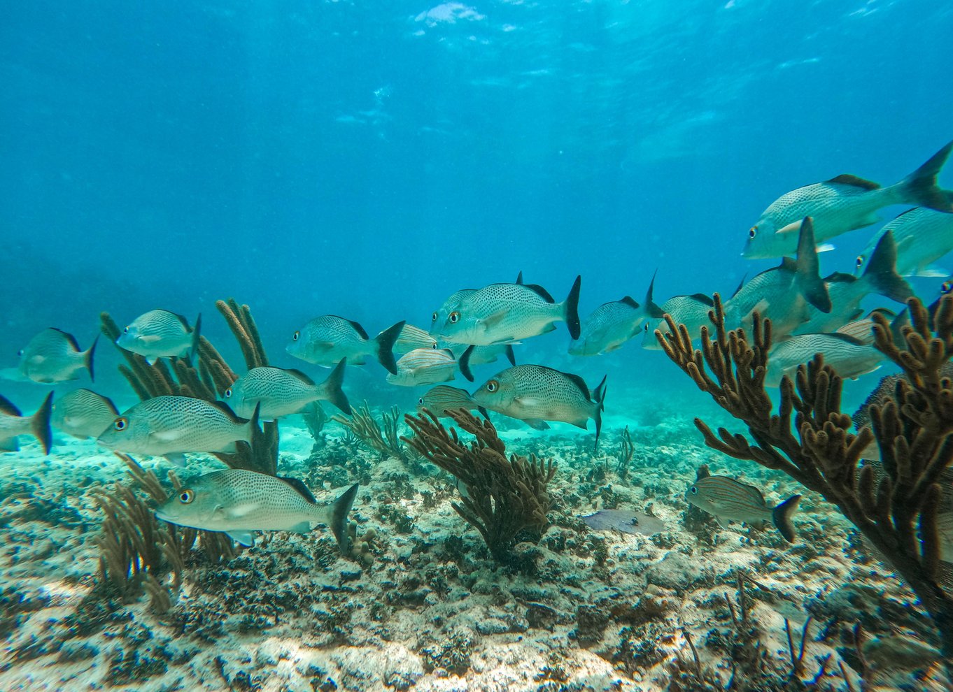 Tulum: 2-timers snorkling på to steder af Tulums rev