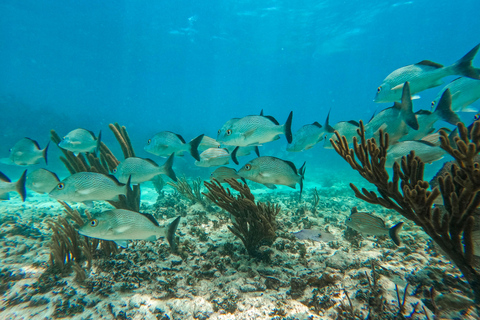 Tulum: Snorkeling at Paradise Reef