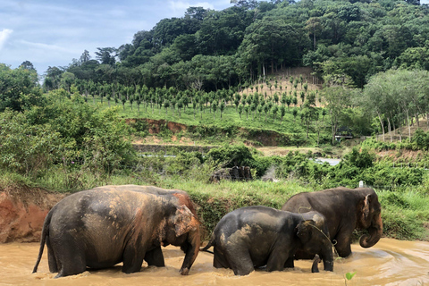 Phuket : Visite à pied et nourrissage au parc naturel des éléphants éthiques