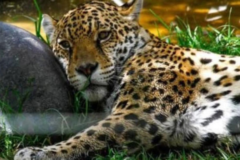 Quito: Zoo Tour with Transportation and Admission or Ticket