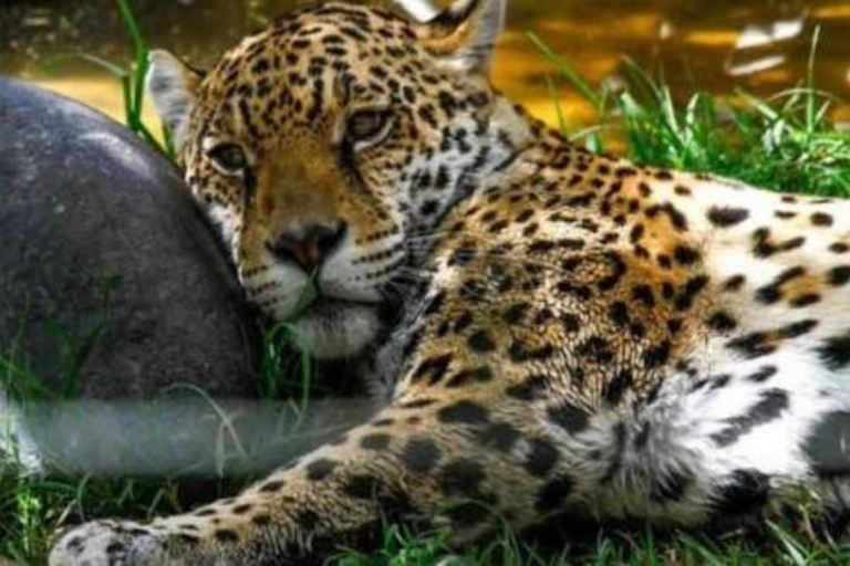 Quito: Zoo Tour with Transportation and Admission or Ticket