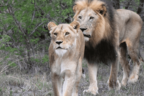 Parco dei leoni e dei safari: Un&#039;avventura nel cuore della naturaSafari guidato di 3 ore