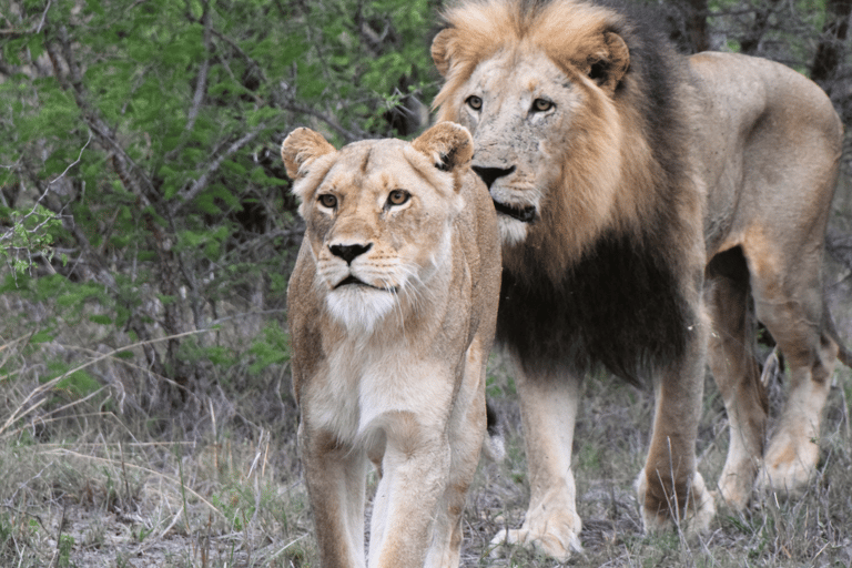 Parco dei leoni e dei safari: Un&#039;avventura nel cuore della naturaSafari guidato di 3 ore