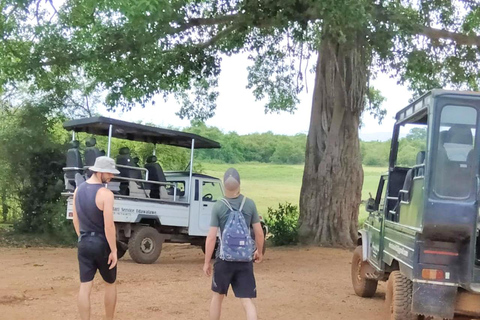 Safari en elefante Udawalawe con traslado desde Galle