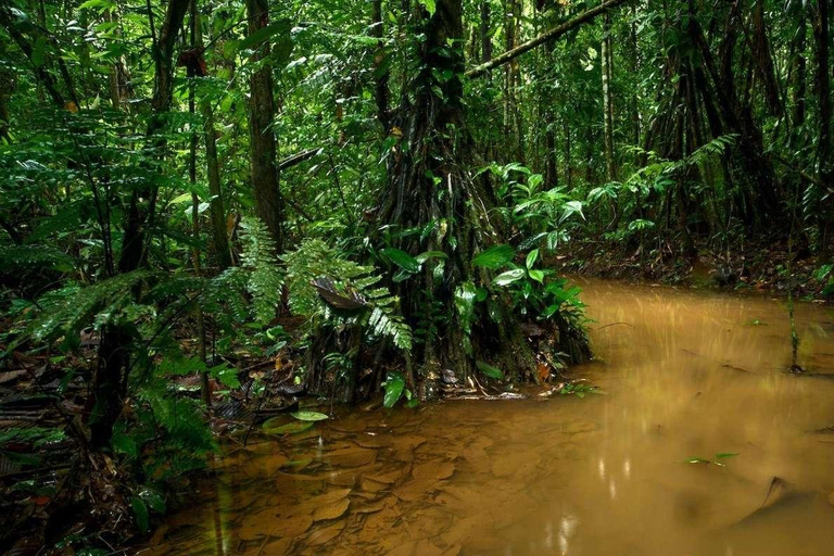 Caminhada noturna na selva amazônica