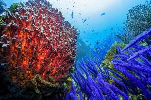 Escursione di un giorno per lo snorkeling dell&#039;isola di Cham con servizio di prelievo in hotelPick up da Da Nang