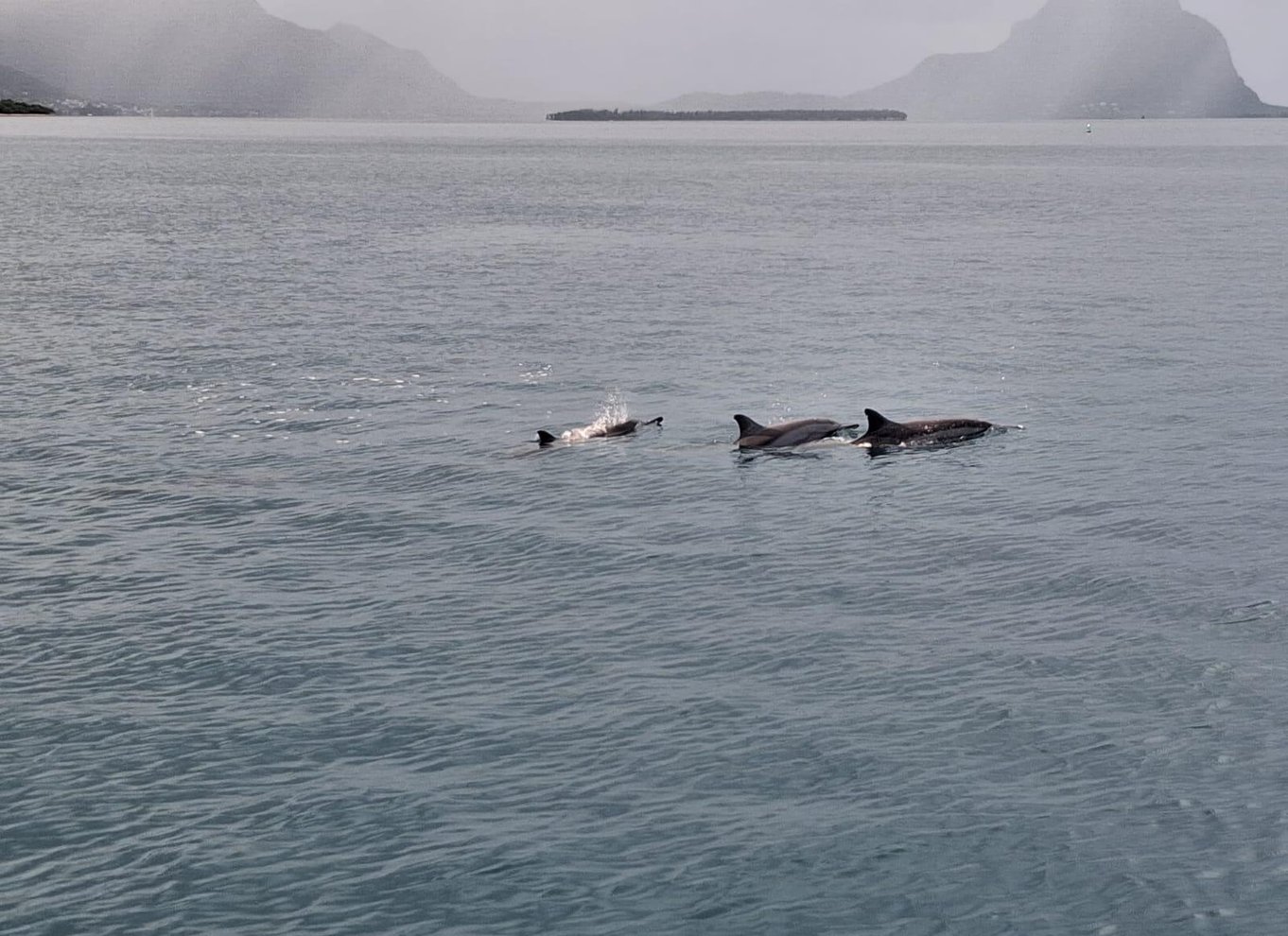 Svøm med delfiner i Black River Speedboat Tour