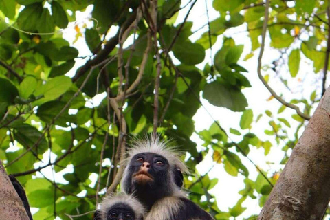 Zanzibar: Baobabträdstur med matlagningskurs och provsmakning
