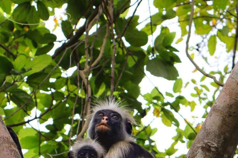 Zanzibar: Baobabträdstur med matlagningskurs och provsmakning