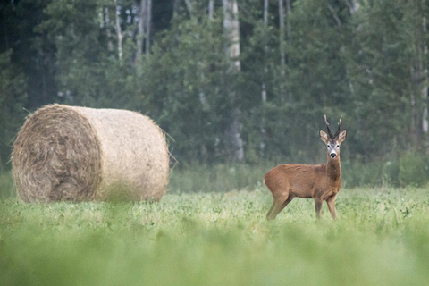 From Tallinn: 5-Day Wild Estonia Tour with Bear Watching