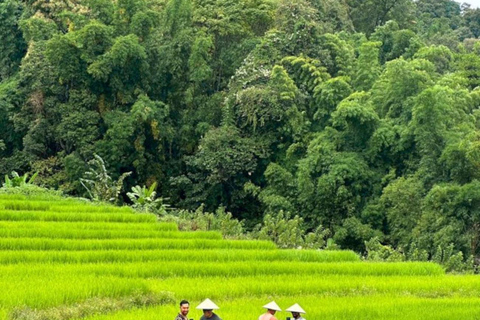 Chiang Mai : Parc national de Doi Inthanon et sanctuaire des éléphants