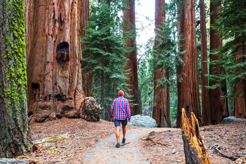 Z San Francisco: 4-dniowa wycieczka do Yosemite i Tahoe Sierras