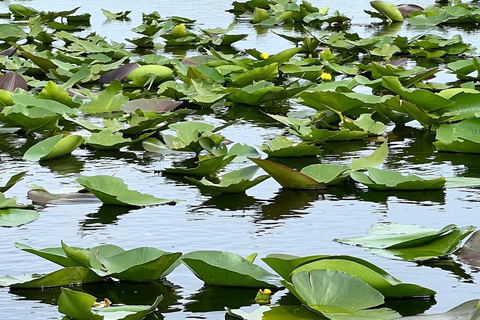 Everglades: op platbodem met vervoer