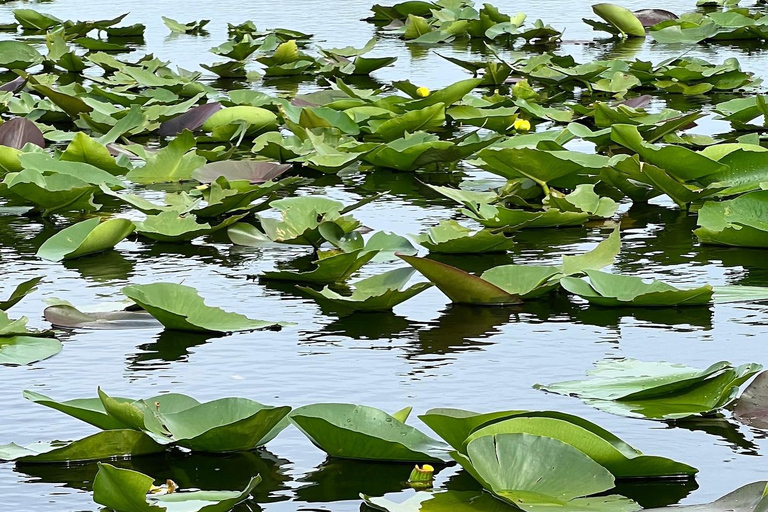 Everglades: na łodzi z płaskim napędem i transportem