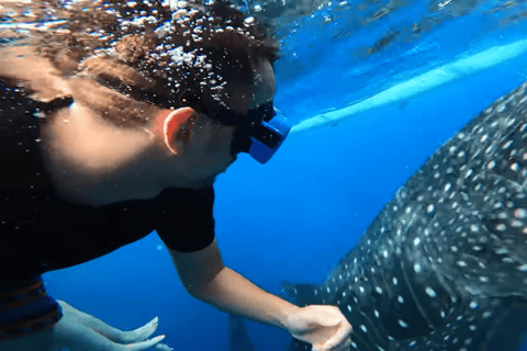 Oslob: Whale Sharks, Tumalog Falls & Sumilon Trio Adventure