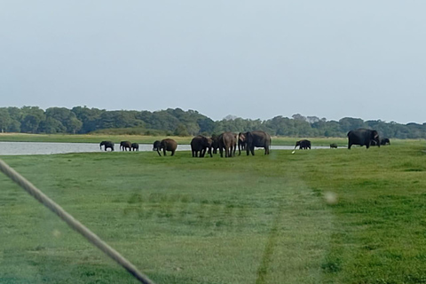 Minneriya: Jeepsafari i Minneriya nationalpark med upphämtning