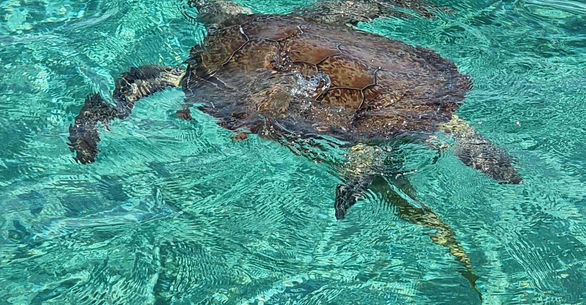 Nassau, Rose Island Swimming Pigs & Turtles Snorkeling Tour - Housity