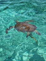 Nassau, Rose Island Plaging Pigs & Turtles Tour - Housity