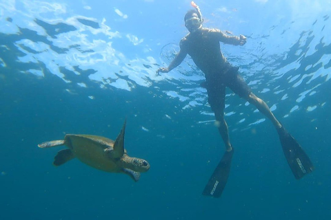 Snorkling med sköldpaddor i deras naturliga miljö