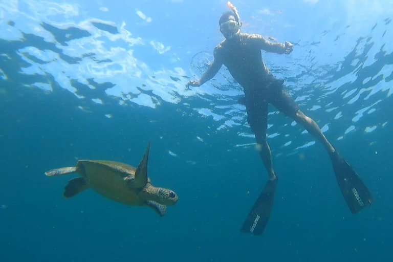 Esnórquel con tortugas en su hábitat natural