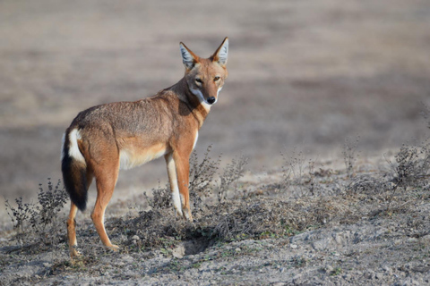 Bale Mountains National Park: Ethiopian Wolf Watching Tour