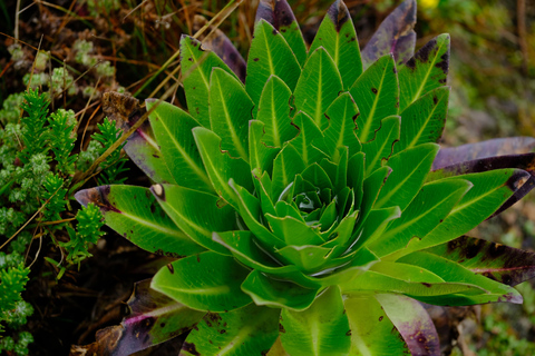 Aberdare National Park: Mount Satima Overnight Hike