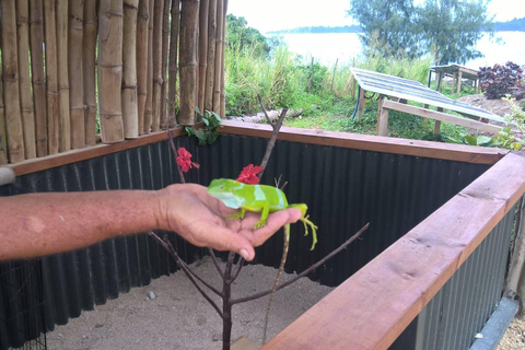 Port Vila: Blue Lagoon, Banana Bay, BBQ &amp; Turtles Day Tour