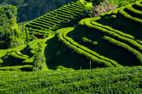 Chiang Mai : Visite de Chiang Rai et de la plantation de thé Doi Mae Salong