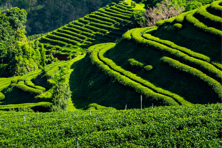 Chiang Mai: Tour delle piantagioni di tè di Chiang Rai e Doi Mae Salong