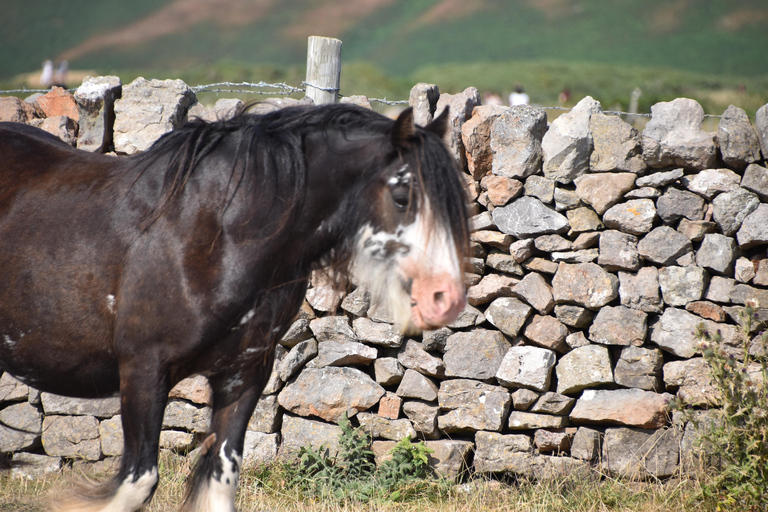 Cardiff: Private Day Trip to Mumbles and Gower Peninsula