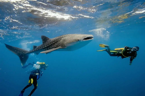 Swim with Whale Sharks in Mafia Island Flight from Zanzibar Mafia Whale Shark Adventure – Day Trip (No Flights Included)