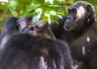 Gorilla Safari, Bwindi undurchdringlicher Nationalpark - Housity