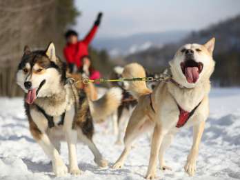 Mont-Tremblant: Erlebnis Hundeschlittenfahrt