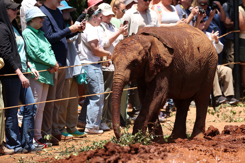 Nairobi: David Sheldrick Olifantenkwekerij Tour