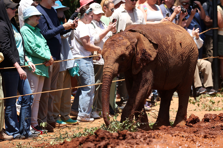 Nairobi: David Sheldrick Elephant Nursery Tour