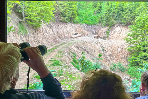 Brasov: Observación de osos en la naturaleza (Desde un escondite)