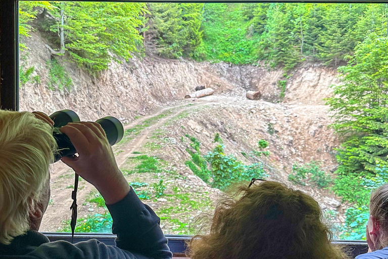 Brasov: Observación de osos en la naturaleza (Desde un escondite)