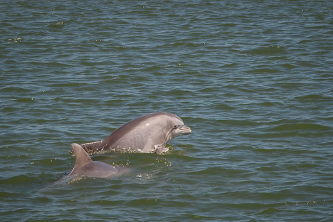 Visite privée des dauphins dans l&#039;incroyable marais de Savannah