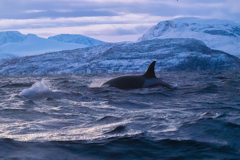 Tromsø: Observación de Orcas y Ballenas Excursión en barco climatizado confortableTromso: Excursión en barco climatizado confortable para avistar orcas y ballenas