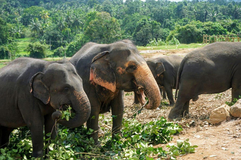 From Kandy: Dambulla to Sigiriya Day Trip By Car Kandy to Sigiriya Day Trip By Car (Private)