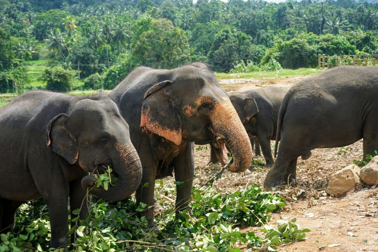 From Kandy: Dambulla to Sigiriya Day Trip By Car Kandy to Sigiriya Day Trip By Car (Private)