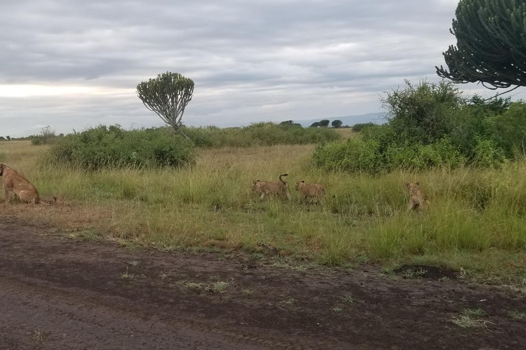 Vanuit Kampala: 3-daagse safari in de Murchison watervallen met neushoorntrektocht