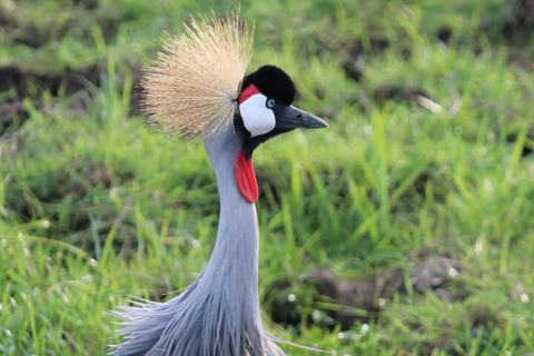 From Nairobi: Private 3-Day Masai Mara Big Five Game Drive