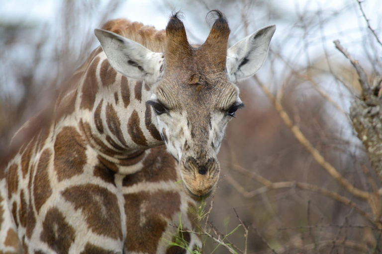 7 Day Rwanda & Uganda Primates Trekking & Wildlife Tour