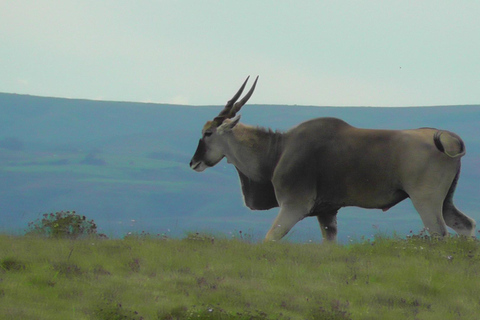 Schotia Safari – Big 5 Experience with High Lion Sightings