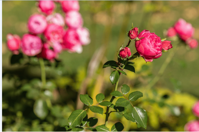 Bad Wörishofen: Rose Garden TourMit Gästekarte