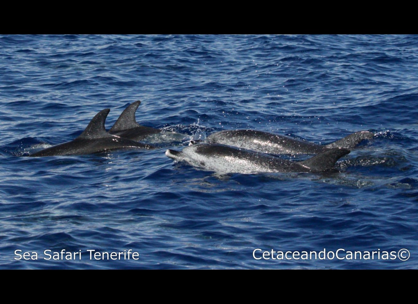 Puerto Colon: Speedbådscruise med delfin- og hvalsafari