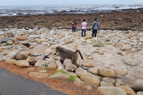 Kaapstad: dagtour Kaap de Goede Hoop en pinguïns