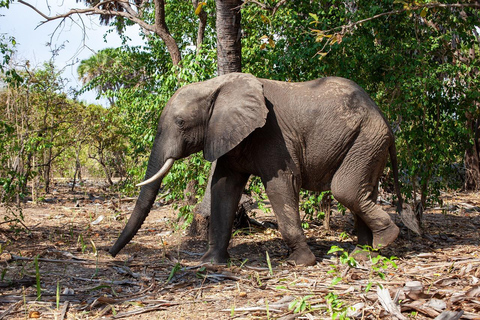 2 dagen 1 nacht Nyerere nationaal park Vlucht vanaf Zanzibar